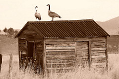 Canadian geese on shed