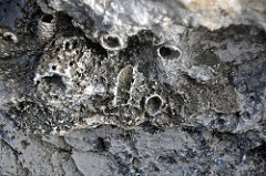 Ophiomorpha burrows in aragonitic limestone (Cockburn Town Member, Grotto Beach Formation, Upper Pleistocene, 114-127 ka; Ophiomorpha Bay, Cockburn Town Fossil Reef, San Salvador Island, Bahamas) 14