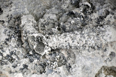 Ophiomorpha burrows in aragonitic limestone (Cockburn Town Member, Grotto Beach Formation, Upper Pleistocene, 114-127 ka; Ophiomorpha Bay, Cockburn Town Fossil Reef, San Salvador Island, Bahamas) 2