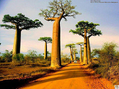 Avenue Of The Baobabs, Morondava, Madagascar..