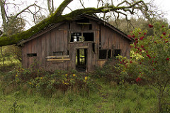 Oak Tree and Old Barn