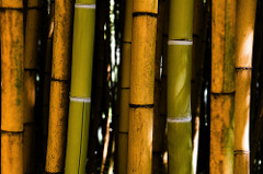 Bambú