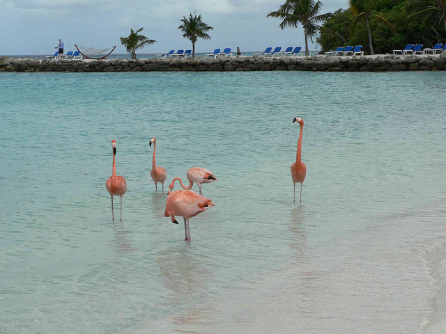 Aruba Flamingos