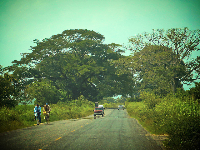 Ceiba trees - a favorite view