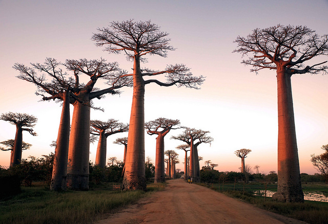 Sunset, Allee des Baobabs, Madagascar