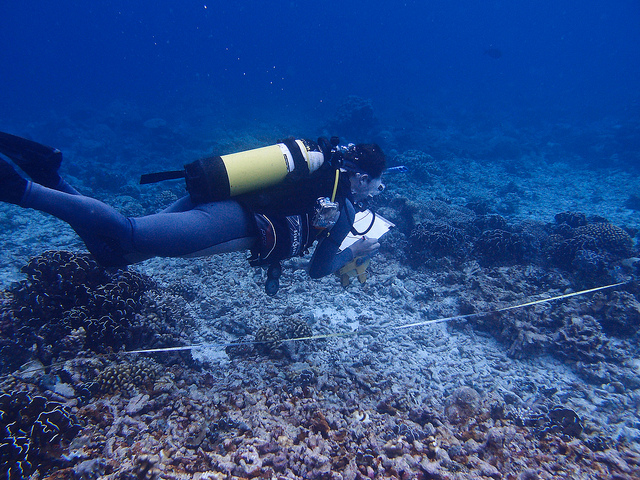 Scientist Nick Graham does a fish count, British Indian Ocean Territory