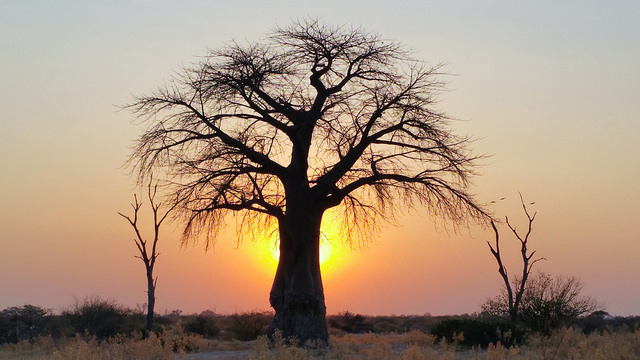 Baobab (Adansonia digitata) at Sunset