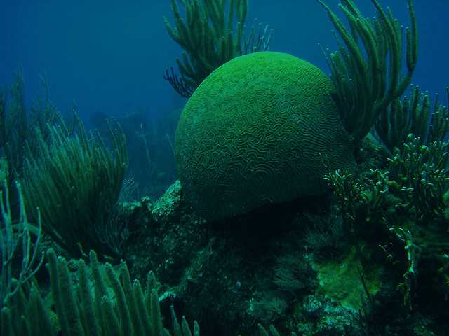 Dive Bermuda