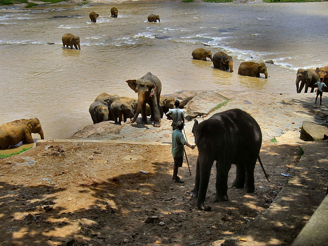ELEPHANTS BATH TIME .2  SRI LANKA.