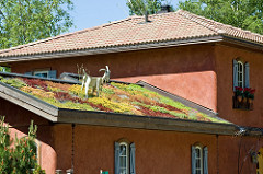 Live Roof (REAL) with Goat (NOT REAL)