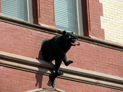 Bear at New Bern NC 4135