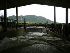 A Stock Farm in Ishigaki