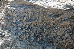 Ophiomorpha burrows in aragonitic limestone (Cockburn Town Member, Grotto Beach Formation, Upper Pleistocene, 114-127 ka; Ophiomorpha Bay, Cockburn Town Fossil Reef, San Salvador Island, Bahamas) 12