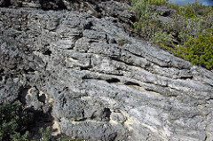 Calcarenitic eolianite (Hanna Bay Member, Rice Bay Formation, Holocene; Graham