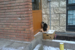 Krasnodar Cat