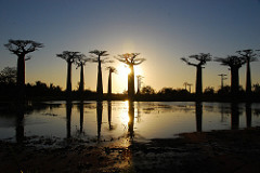 Madagascar - côte ouest Tuléar - Allée des baobabs